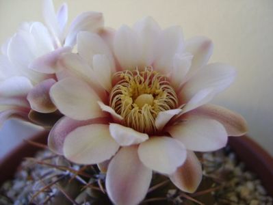 Gymnocalycium ochoterenae v. cinereum