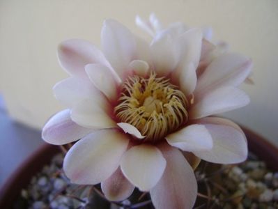 Gymnocalycium ochoterenae v. cinereum