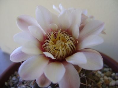 Gymnocalycium ochoterenae v. cinereum