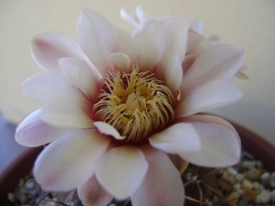 Gymnocalycium ochoterenae v. cinereum