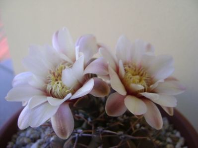 Gymnocalycium ochoterenae v. cinereum