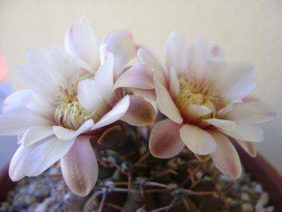 Gymnocalycium ochoterenae v. cinereum