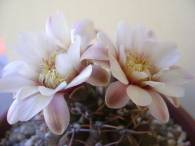 Gymnocalycium ochoterenae v. cinereum