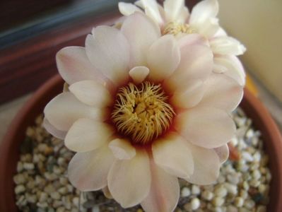 Gymnocalycium ochoterenae v. cinereum