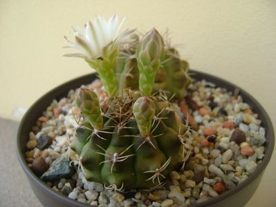 Gymnocalycium damsii v. tucavocense