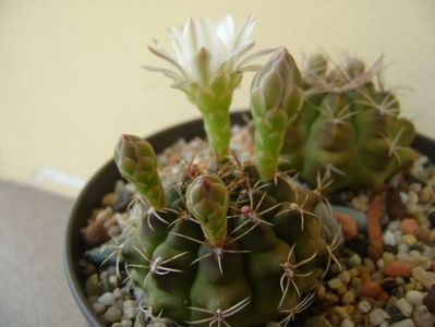 Gymnocalycium damsii v. tucavocense