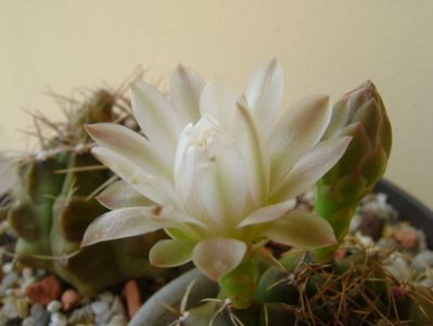 Gymnocalycium damsii v. tucavocense