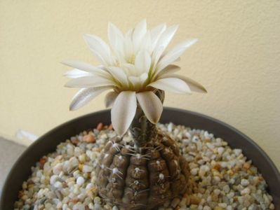 Gymnocalycium ragonesei