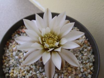 Gymnocalycium ragonesei