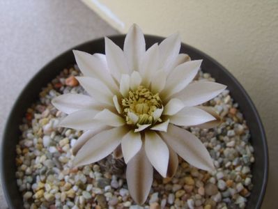 Gymnocalycium ragonesei