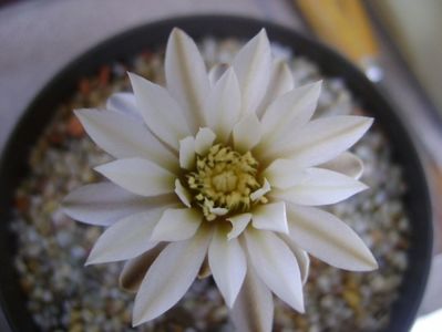 Gymnocalycium ragonesei