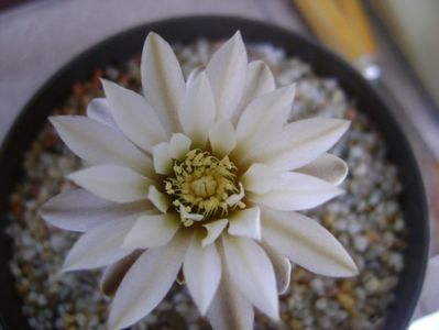 Gymnocalycium ragonesei