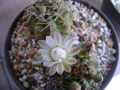 Gymnocalycium damsii v. tucavocense