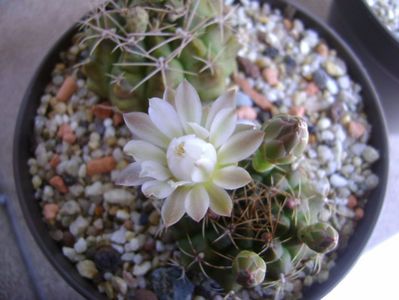 Gymnocalycium damsii v. tucavocense