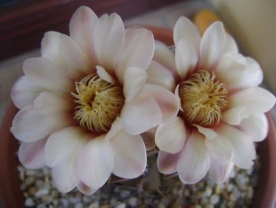 Gymnocalycium ochoterenae v. cinereum