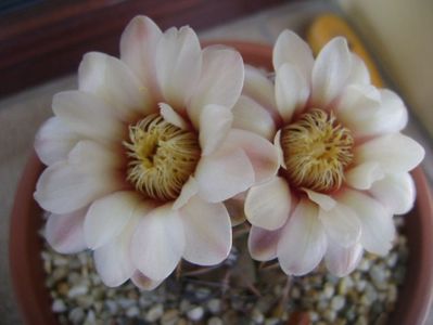 Gymnocalycium ochoterenae v. cinereum