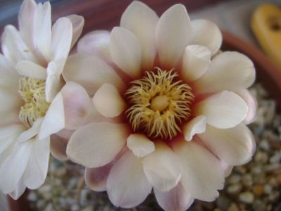 Gymnocalycium ochoterenae v. cinereum