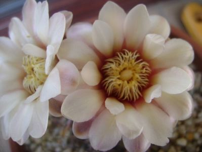 Gymnocalycium ochoterenae v. cinereum