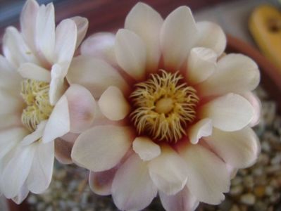 Gymnocalycium ochoterenae v. cinereum