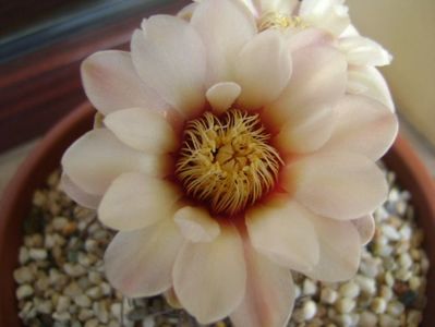 Gymnocalycium ochoterenae v. cinereum