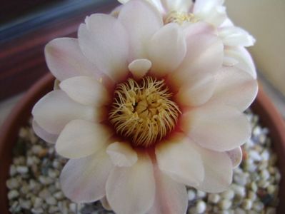 Gymnocalycium ochoterenae v. cinereum