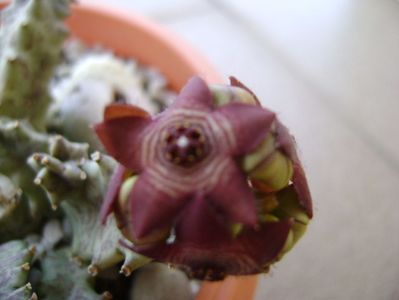 Caralluma europaea