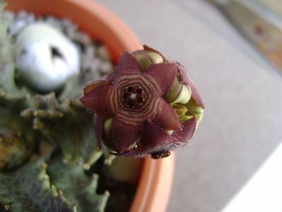 Caralluma europaea