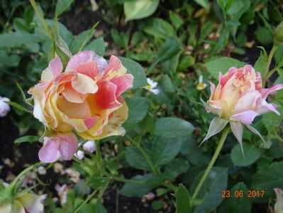 Rose des Cisterciens