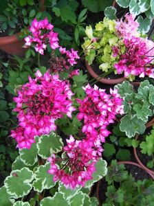 Firewoks Bicolor