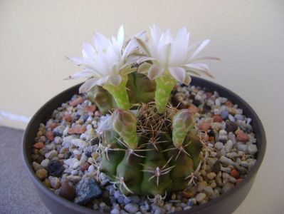 Gymnocalycium damsii v. tucavocense