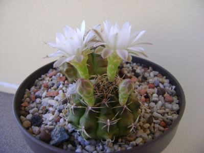 Gymnocalycium damsii v. tucavocense