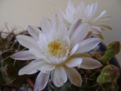 Gymnocalycium damsii v. tucavocense