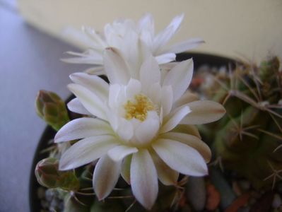 Gymnocalycium damsii v. tucavocense