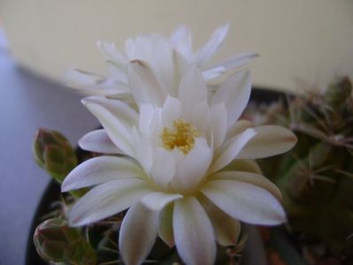 Gymnocalycium damsii v. tucavocense