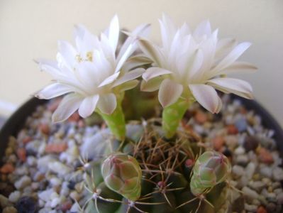 Gymnocalycium damsii v. tucavocense