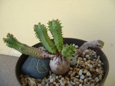 Euphorbia tubiglans