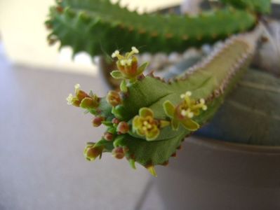 Euphorbia tubiglans