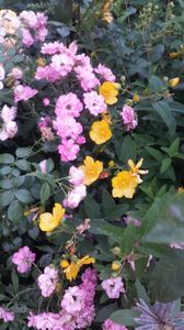 Mirato si Hypericum
