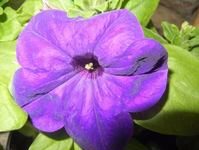 Purple Petunia (2017, April 28)