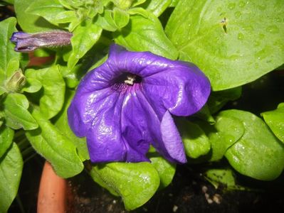 Purple Petunia (2017, April 30)
