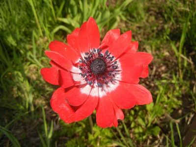 Anemone The Governor (2017, May 02)