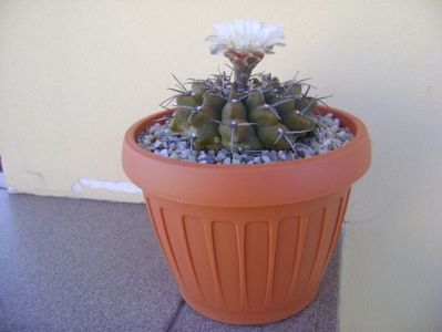 Gymnocalycium vatteri