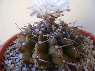 Gymnocalycium vatteri