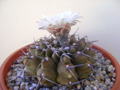 Gymnocalycium vatteri