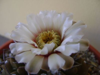 Gymnocalycium vatteri