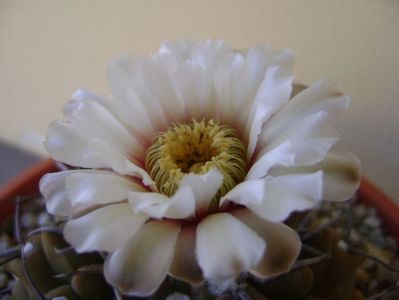 Gymnocalycium vatteri