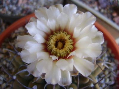 Gymnocalycium vatteri