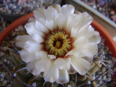 Gymnocalycium vatteri