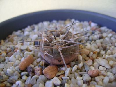 Gymnocalycium spegazzinii v sarkae KP54 San Felipe, AG