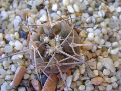 Gymnocalycium spegazzinii v sarkae KP54 San Felipe, AG